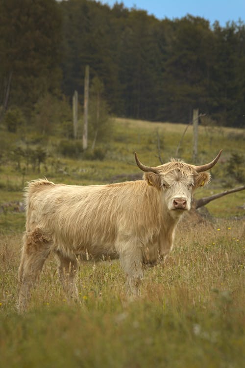 Darmowe zdjęcie z galerii z biała krowa, bydło, fotografia zwierzęcia