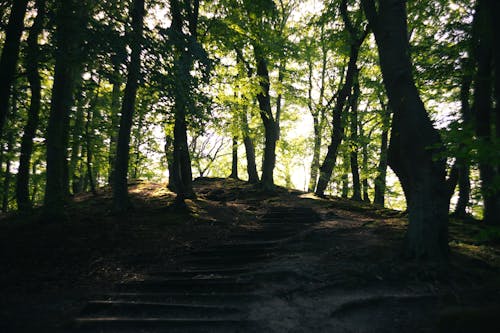 Fotobanka s bezplatnými fotkami na tému kopec, les, príroda