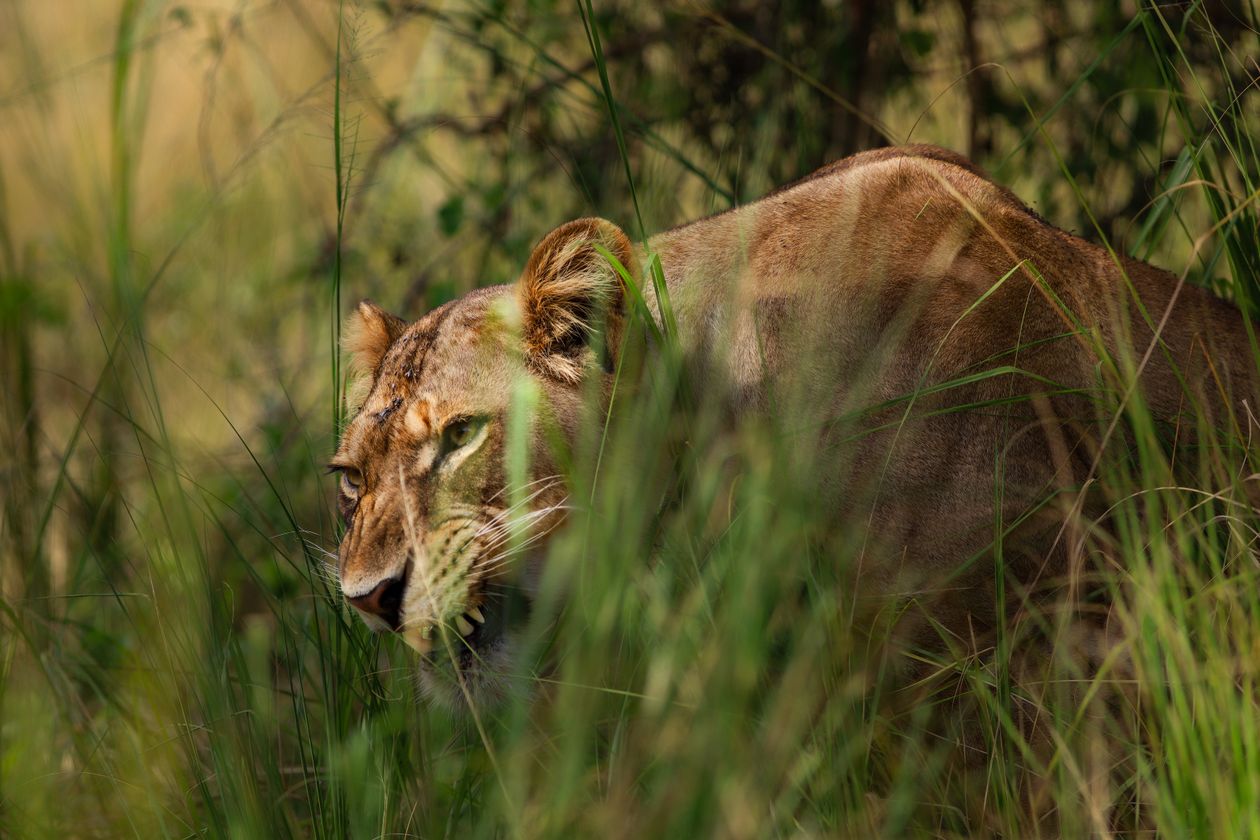 Lioness stalking through tall grass while hunting