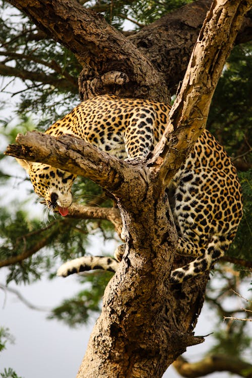 Безкоштовне стокове фото на тему «африканський леопард, бронювання, вертикальні постріл» стокове фото