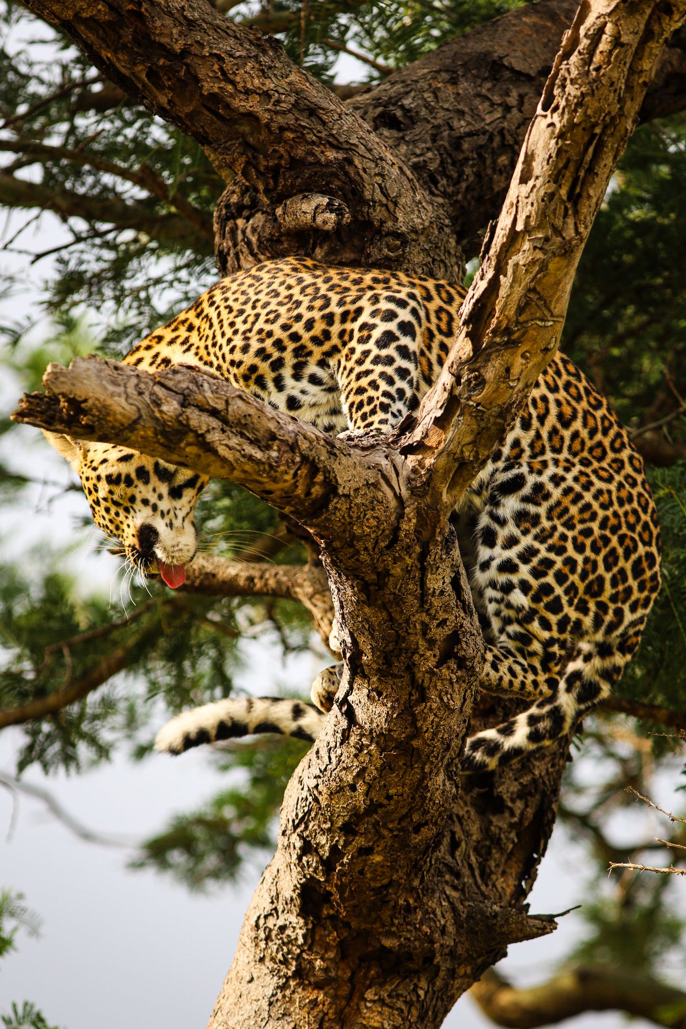 A spotted leopard lounging in a tree in Kruger National Park, South Africa