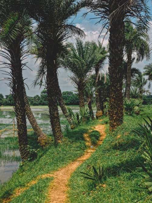 Landscape with a Marsh and Palm Trees