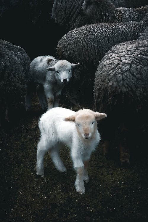 Lambs and Sheep on the Pasture 