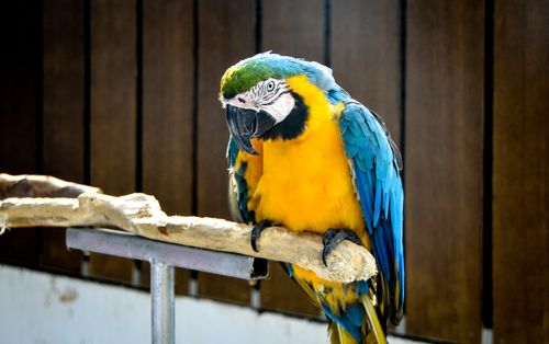 Free Close-up of a vibrant Blue and Yellow Macaw with striking feathers perched indoors. Stock Photo