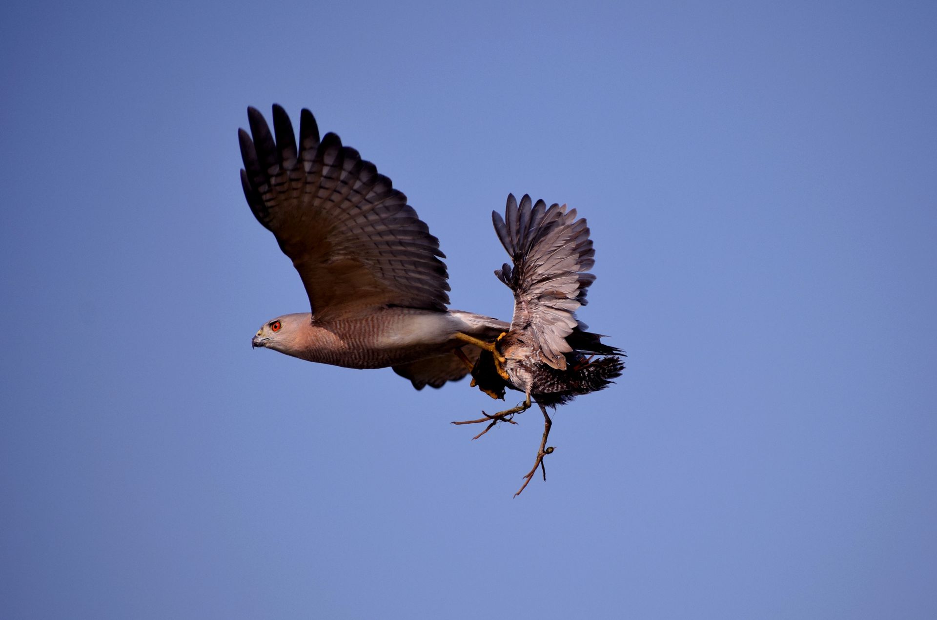 Hawk with Hunted Prey