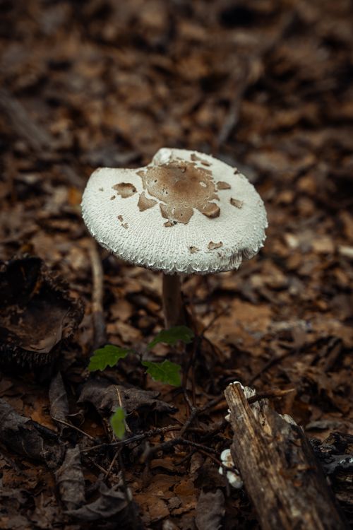 Free Detailed view of a parasol mushroom amidst forest floor foliage, depicting natural growth and textures. Stock Photo