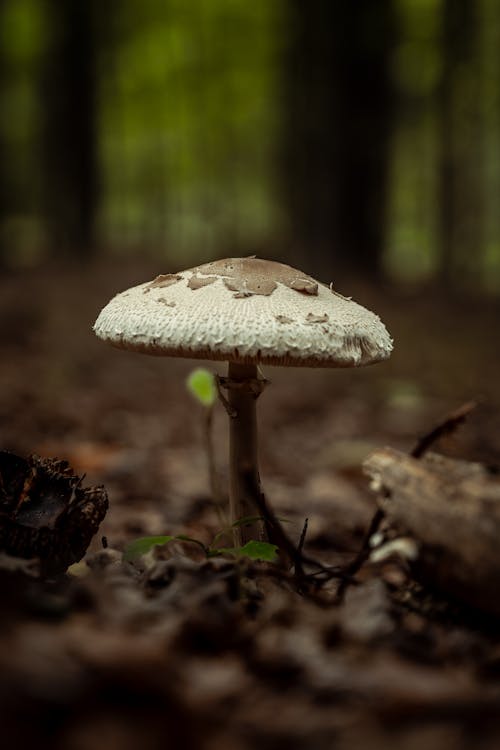 Close-up of a Mushroom in the Forest