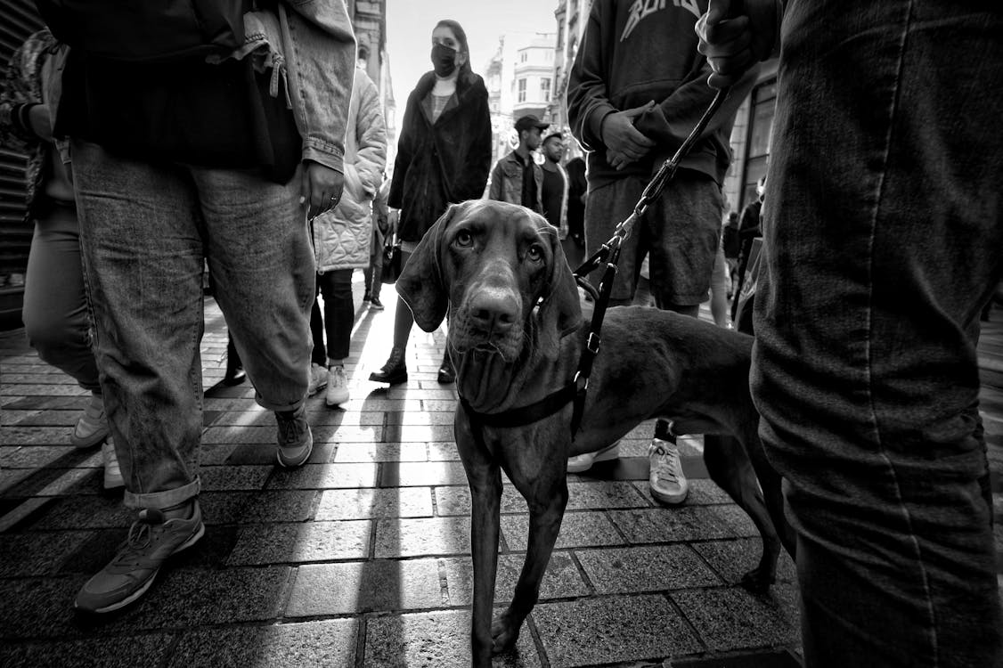 Dog among People in Black and White