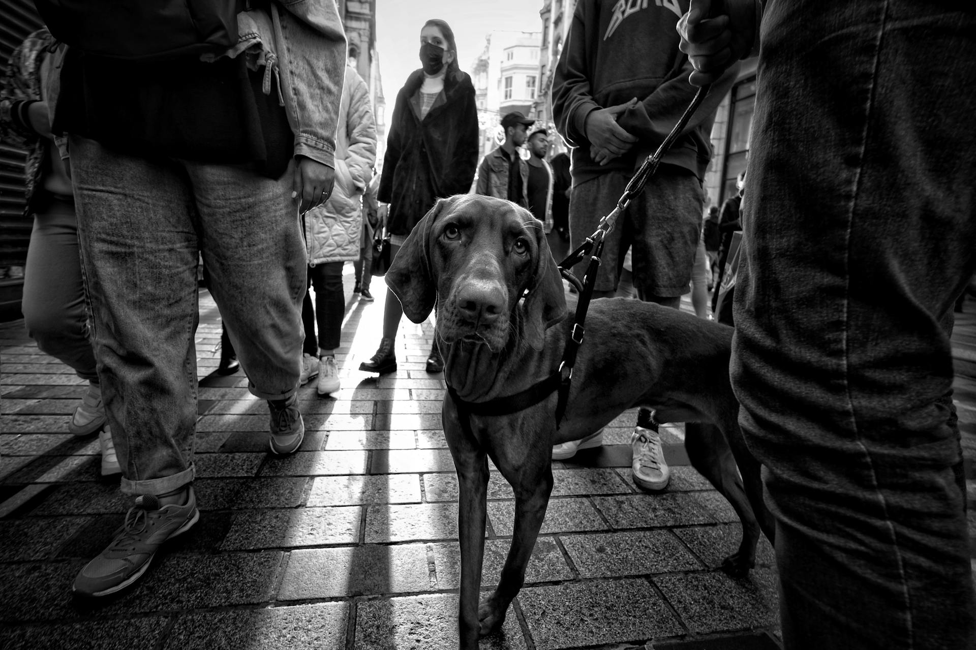 Dog among People in Black and White