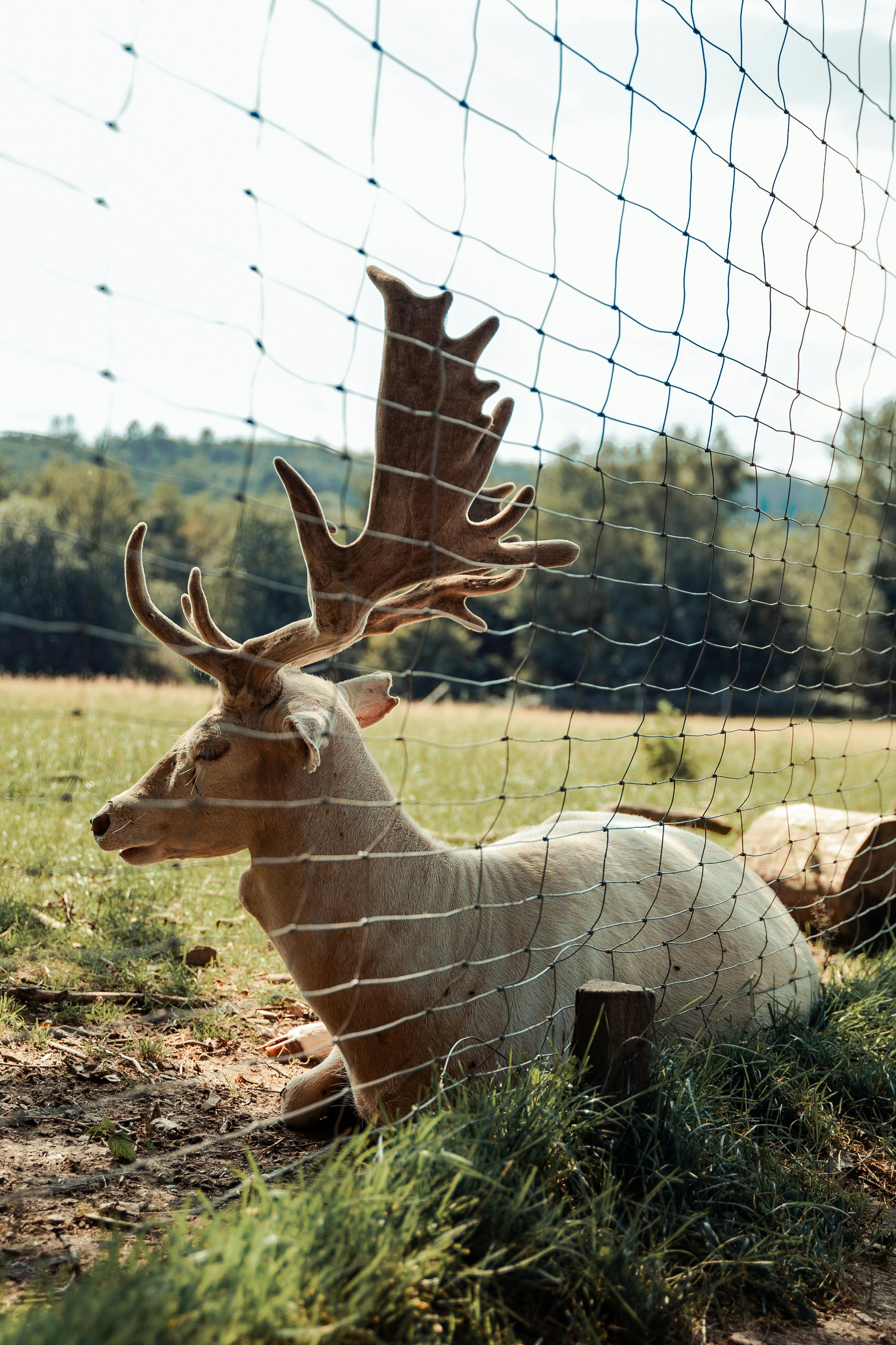 grátis Um Veado Atrás De Uma Cerca No Campo  Foto profissional