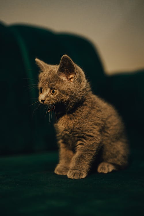 Foto profissional grátis de adorável, animal de estimação, bonitinho