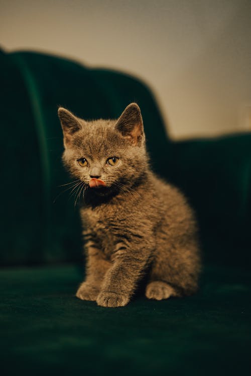 Gratis stockfoto met aanbiddelijk, dierenfotografie, huisdier