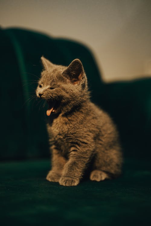 Foto profissional grátis de adorável, animal de estimação, bocejando