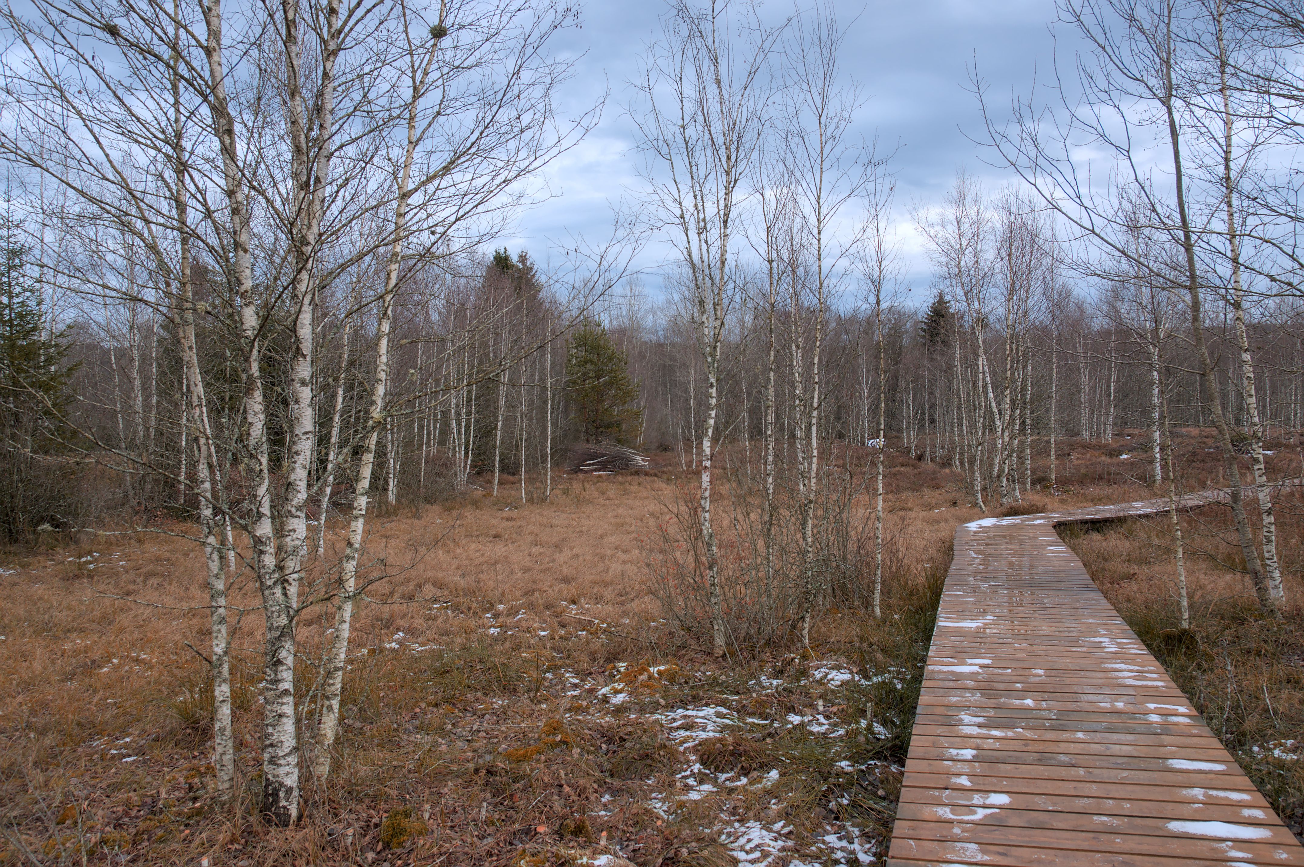 A serene winter landscape featuring a wooden footpath through a tranquil birch forest.