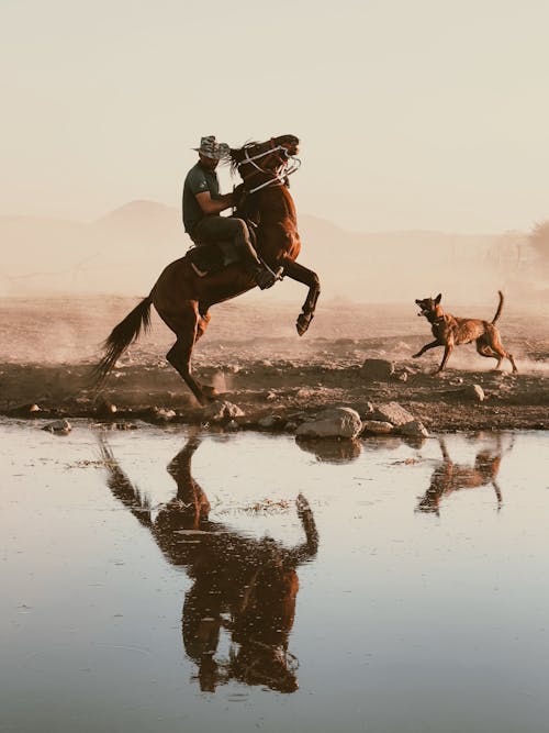 Horse Standing on Back Legs with Riders and Dog Nearby