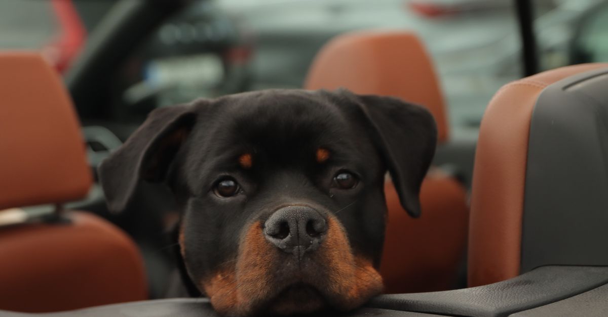 Rottweiler