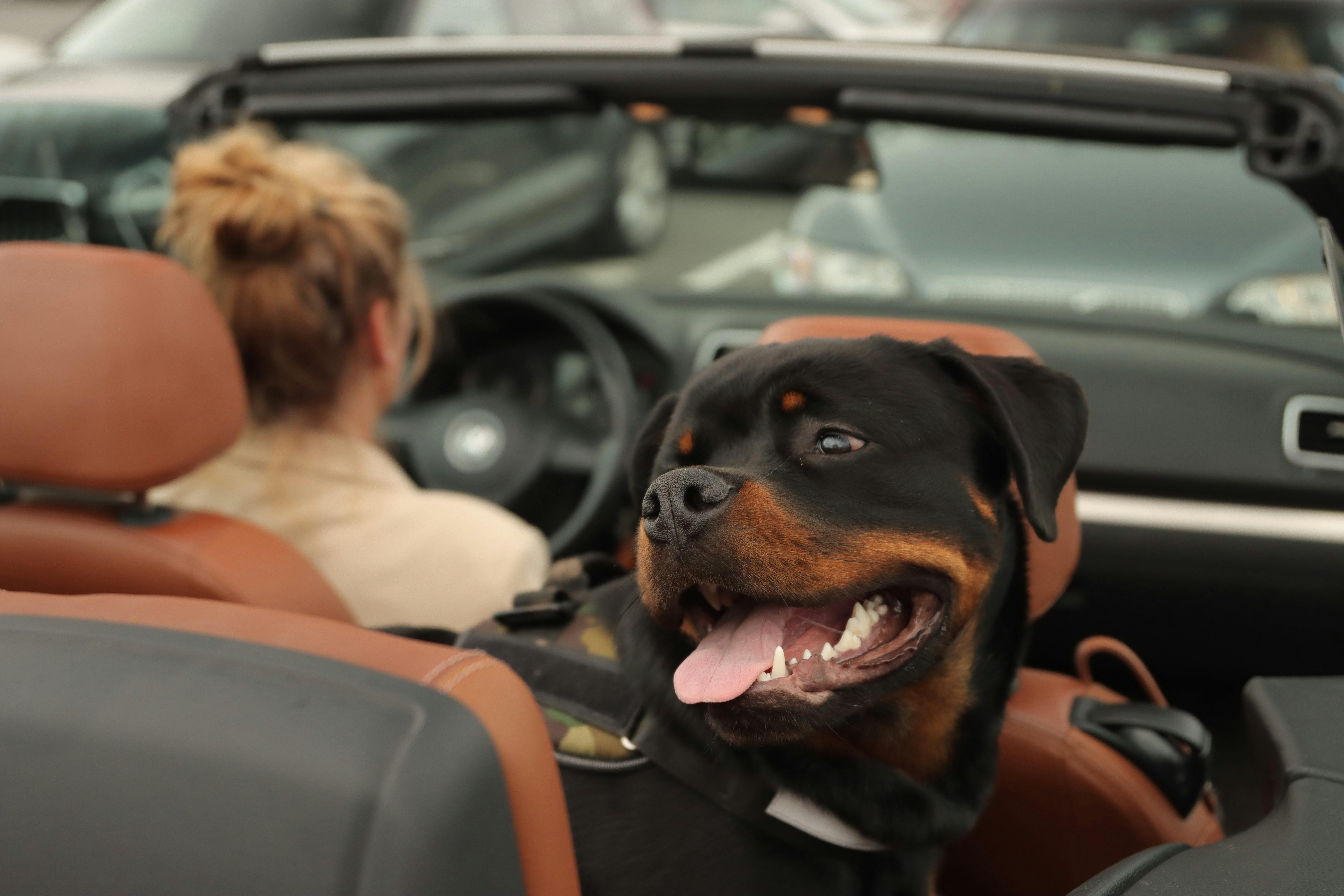 Νόμος για Rottweiler στην Ελλάδα: Άδεια, Ασφάλιση, Φίμωτρο