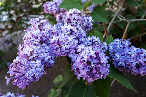 Close up of Purple Hydrangea