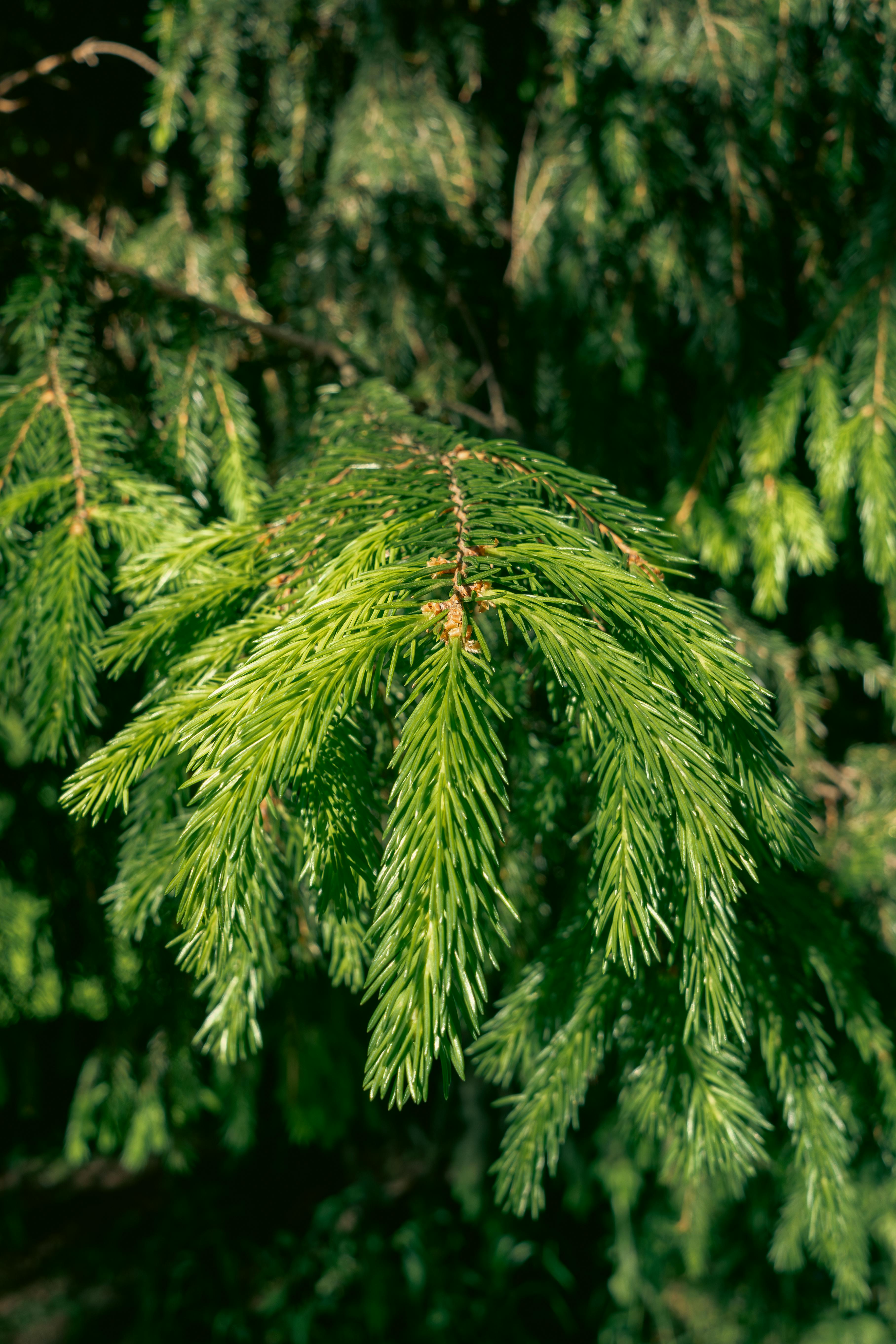Needle Leaves in Branch · Free Stock Photo