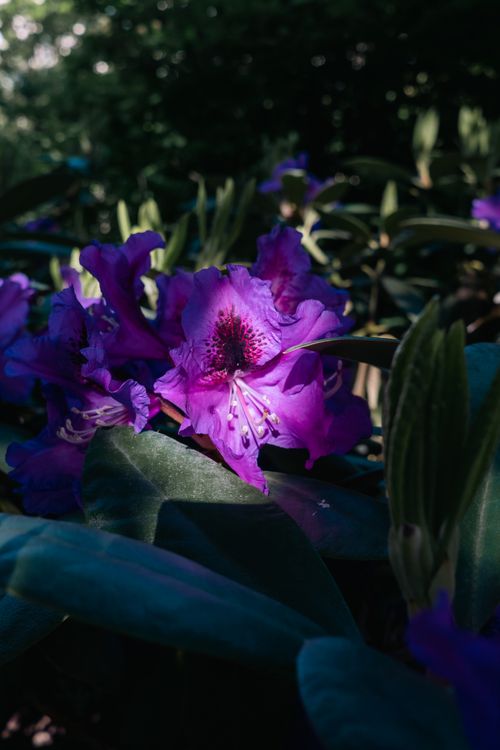 Free Close-up of a vibrant purple rhododendron flower amidst green foliage in natural daylight. Stock Photo