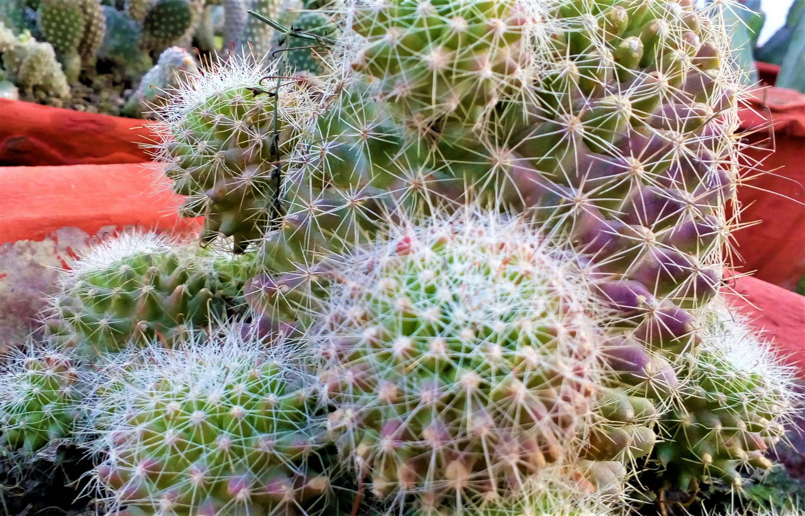 Free stock photo of cactus, cactus flower, cactus plant
