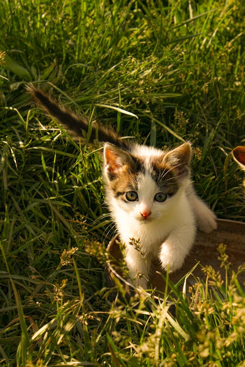 Kitten Playing in Grass