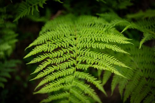Free Close-up of a lush green fern leaf showcasing its intricate pattern in a natural outdoor setting. Stock Photo