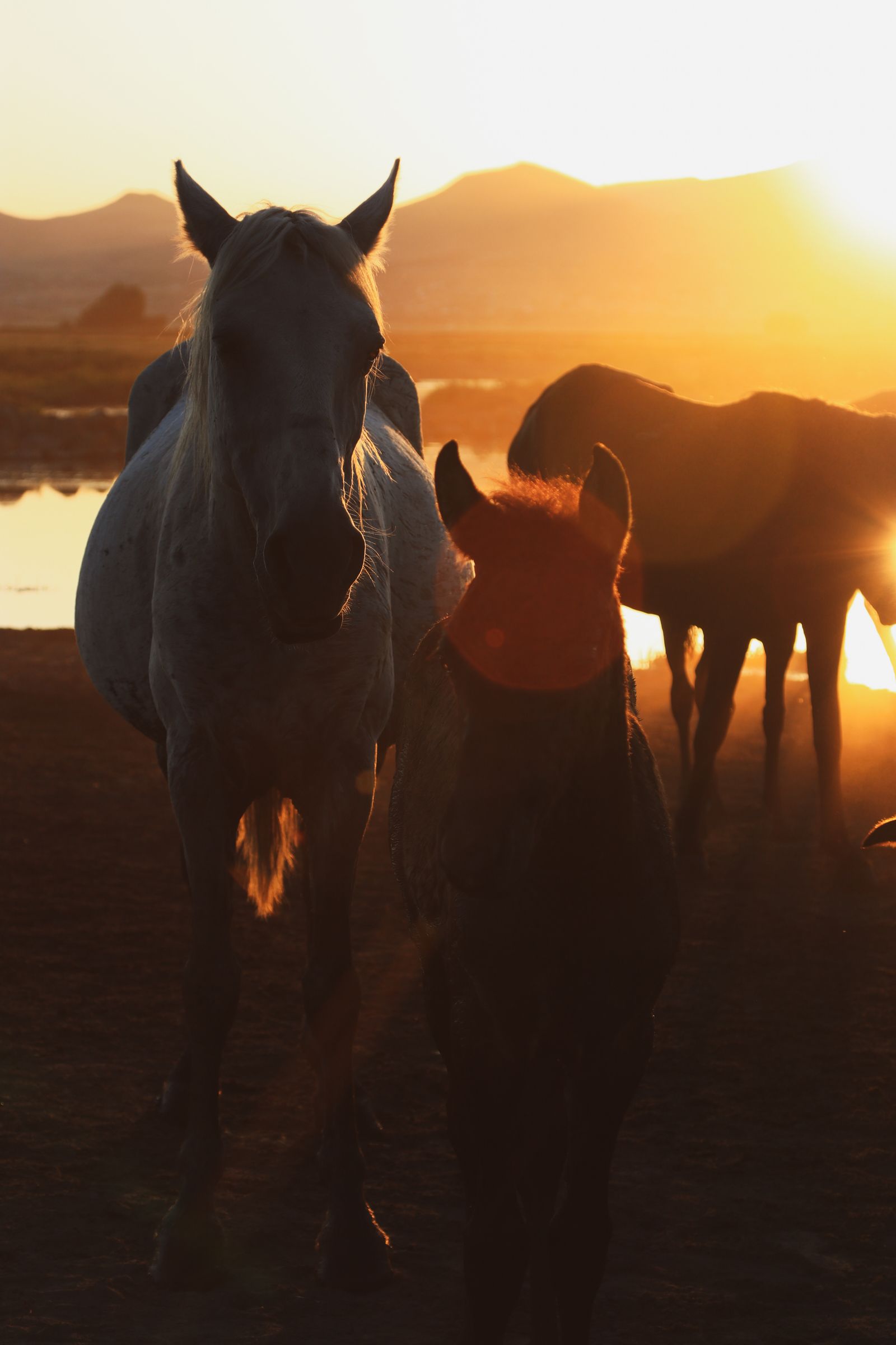 Troupeau au coucher du soleil, élevage en semi-liberté en Camargue