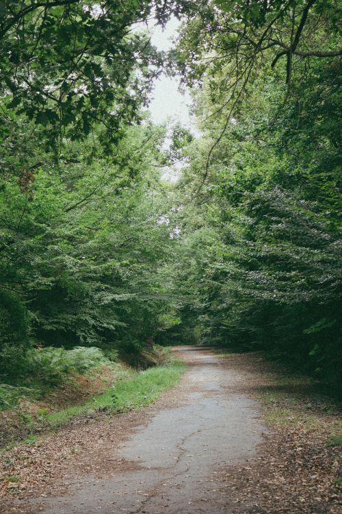 Free Tranquil forest path surrounded by lush greenery, evoking peace and nature. Stock Photo
