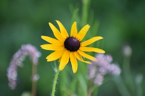 Free Black eyed Susan Flower Stock Photo