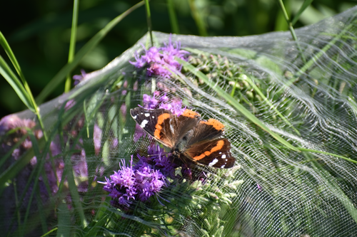 Free Butterfly Stock Photo