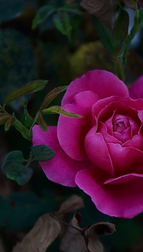 Immagine gratuita di fiore di rosa, fioriture di rose, giardino rosa