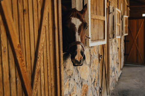 Бесплатное стоковое фото с домашний скот, конюшни, лошадь