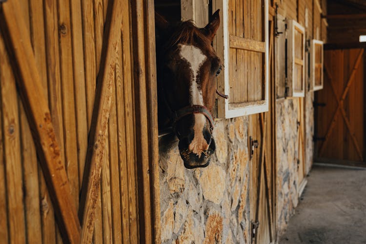 A Horse In Stables