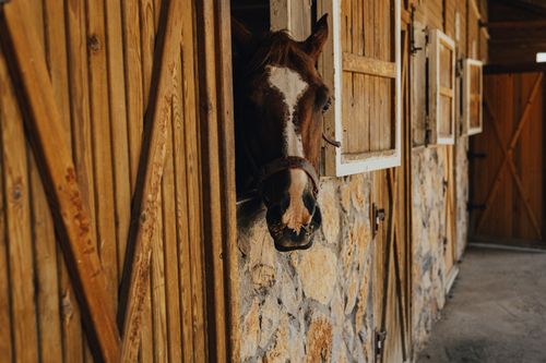 Free A horse peeks out from a rustic stable barn, creating a serene rural atmosphere. Stock Photo