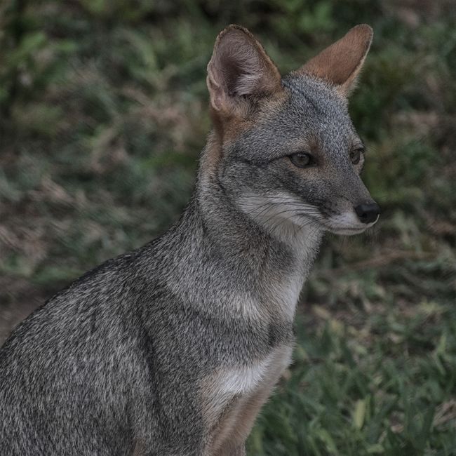 coyote removal near me Bandini coyote removal Bandini