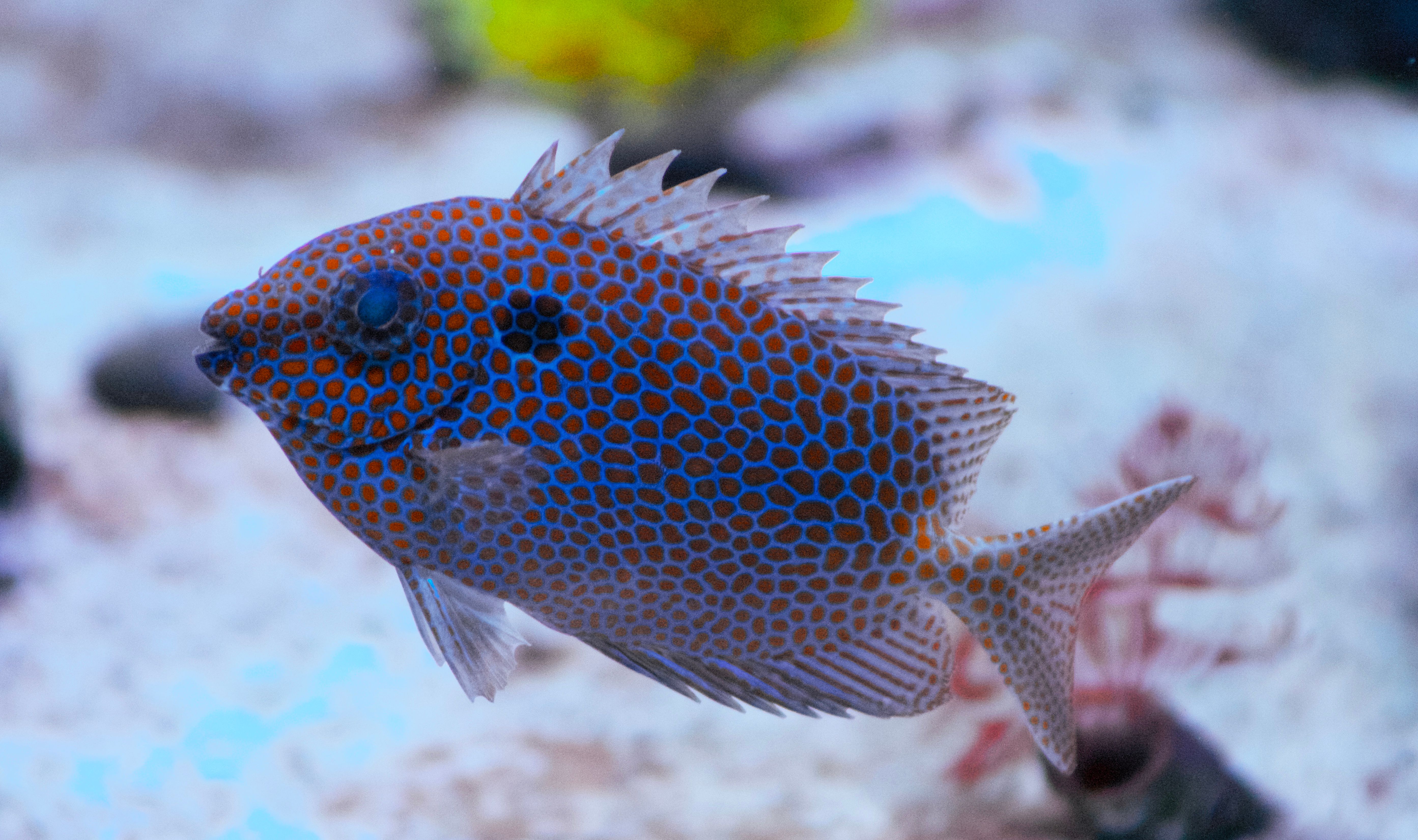 Hd Wallpaper 1920x1080 Aquarium Photos, Download The BEST Free Hd