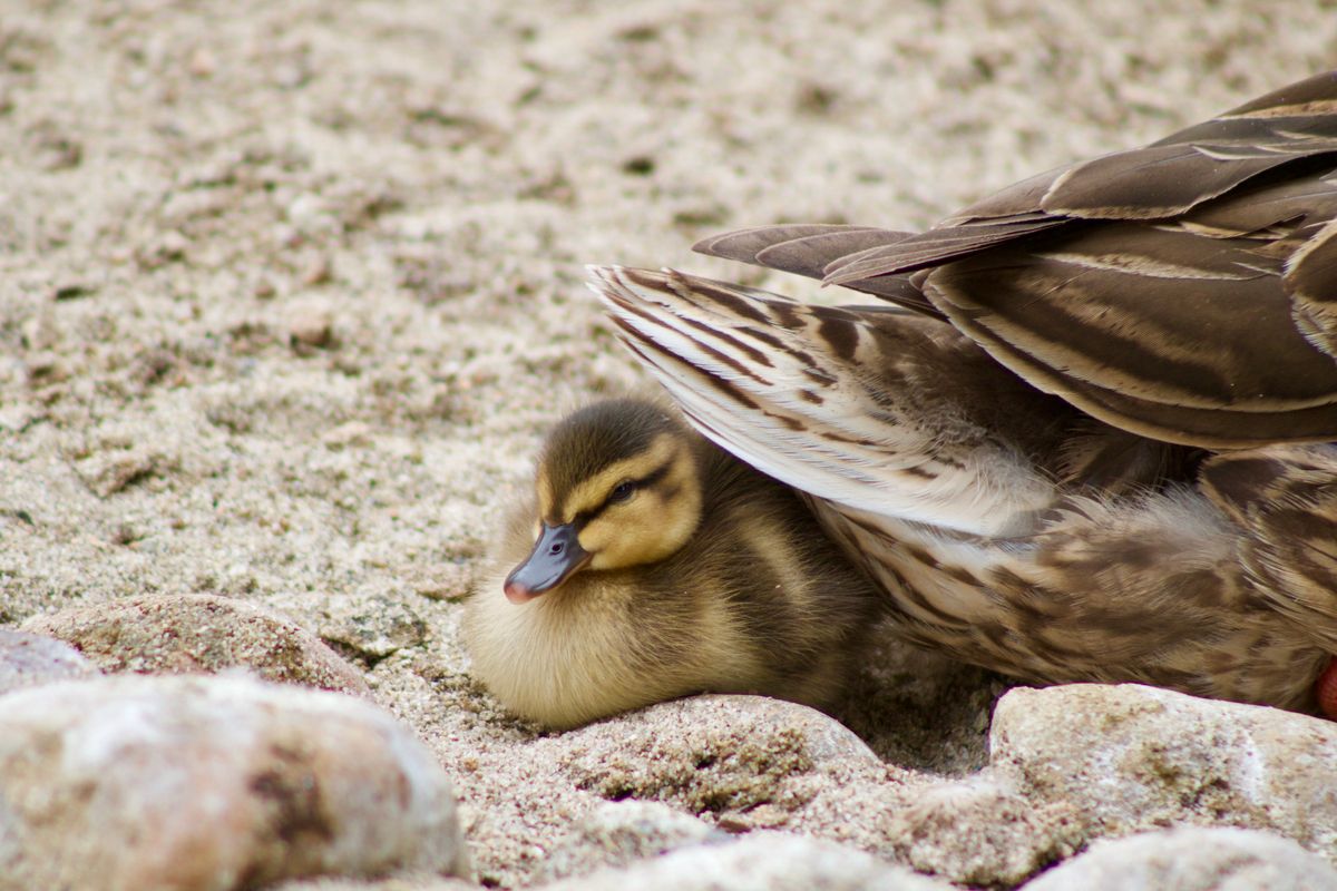 Ducklings Loading Teenage Girl with Ducklings · Free Stock Photo