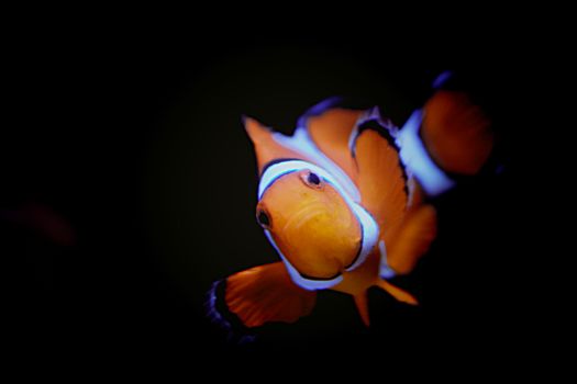 Striking image of a colorful clownfish swimming in deep, dark waters.