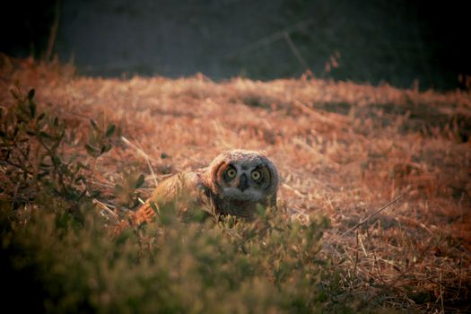 Close-up of an owl in natural habitat with intense gaze in grassy area during daylight.