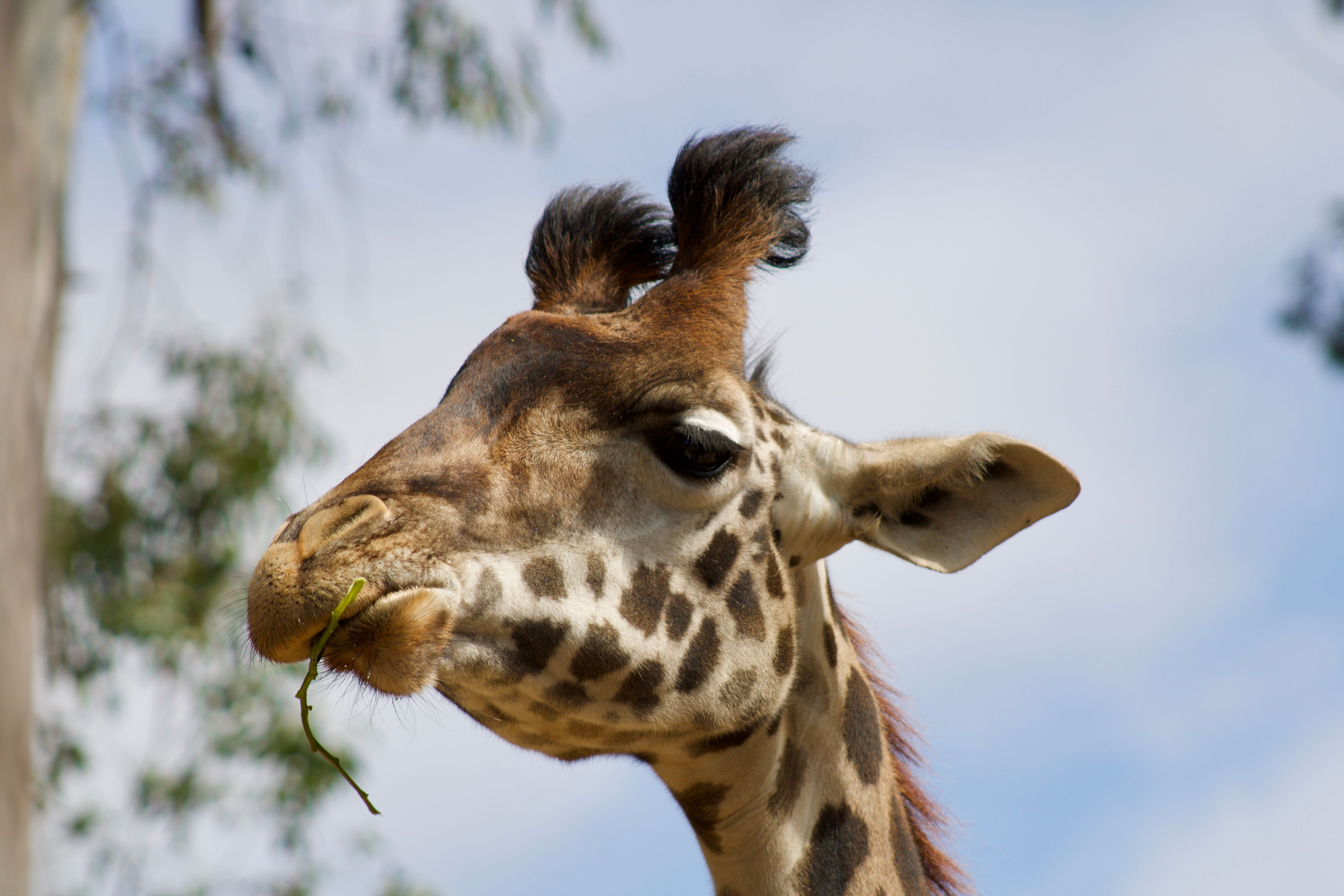 Giraffe Experience presented by Miller Lite