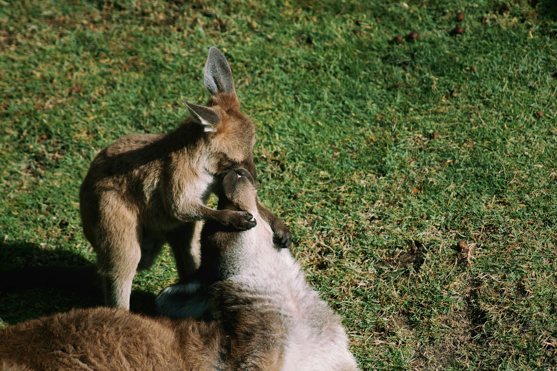 Kangaroo and Joey