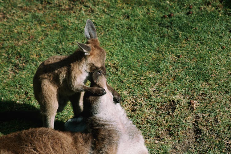 Kangaroo And Joey