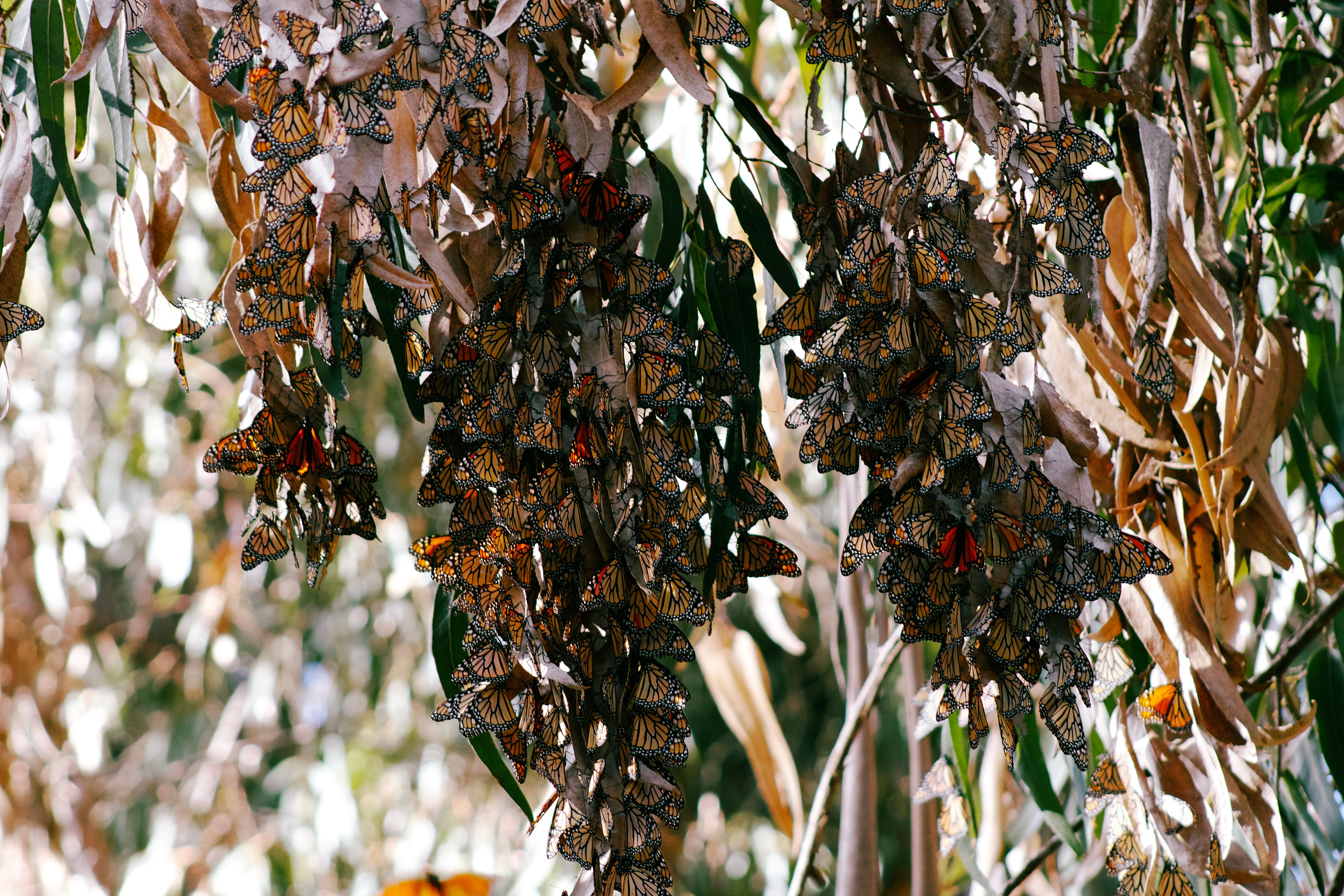 Monarch butterflies clustering together, showing the scale of migration swarms