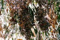 Cluster of colorful monarch butterflies hanging from eucalyptus leaves in lush outdoor setting.