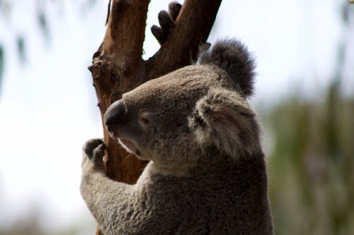 Fotobanka s bezplatnými fotkami na tému fotografie zvierat žijúcich vo voľnej prírode, koala, lezenie