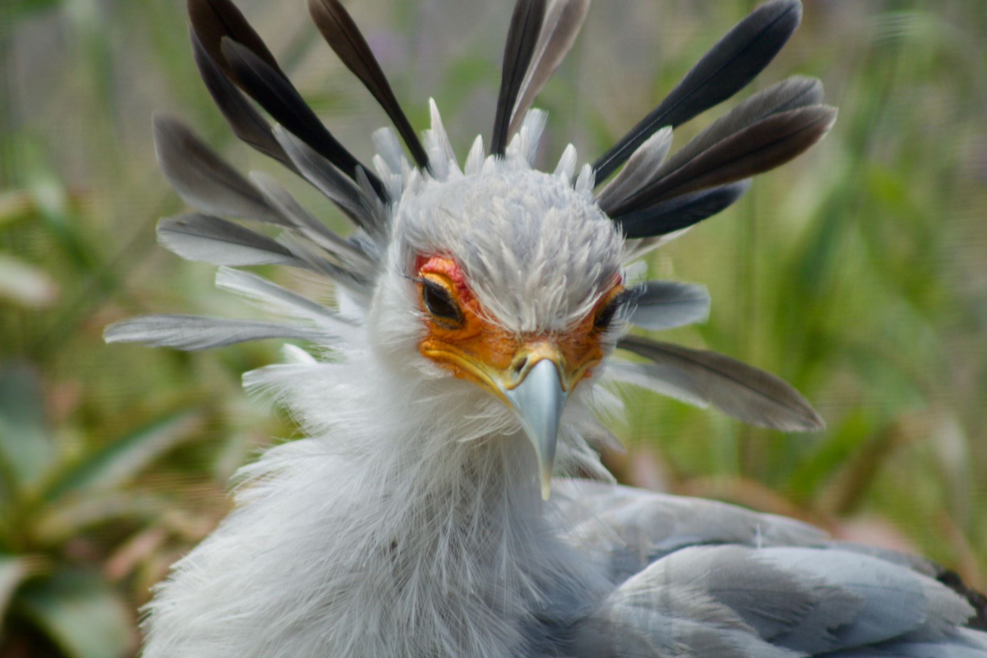 Detailed portrait of a Secretary Bird with distinctive feathers, showcasing beauty of wildlife.