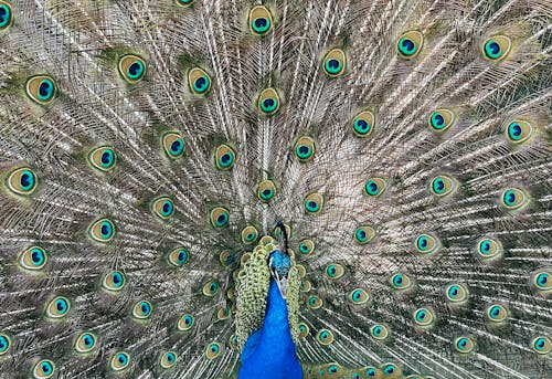 Beautiful Peacock with Spread Feathers