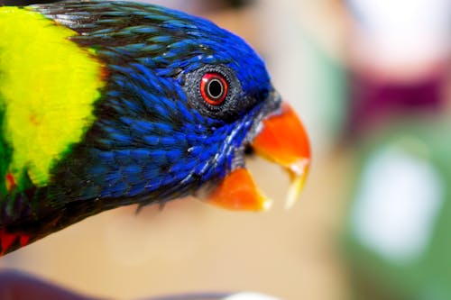 動物攝影, 彩虹澳洲鸚鵡, 特写 的 免费素材图片