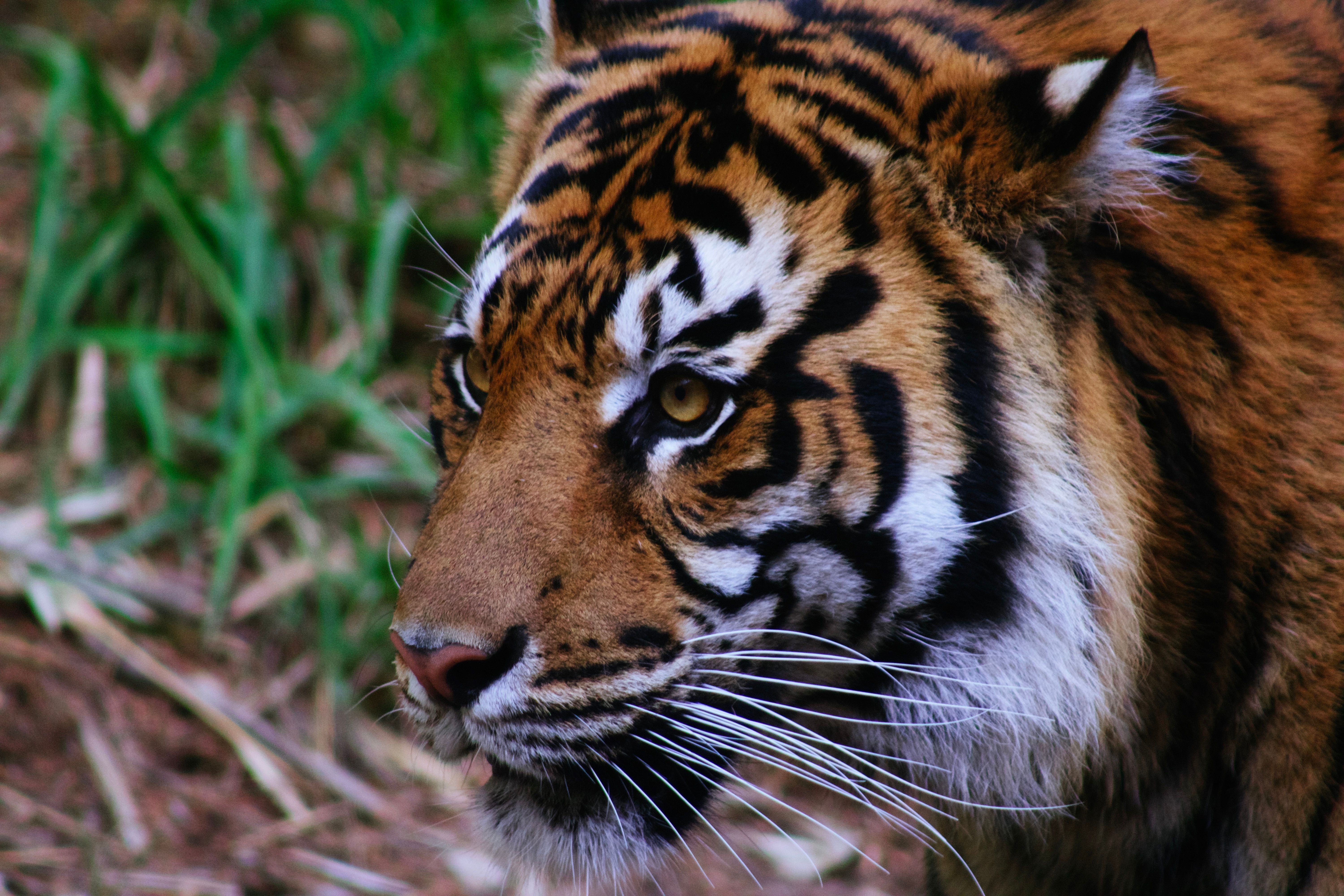 Gratis stockfoto met amur tijger, Azië, bedreigde Stockfoto